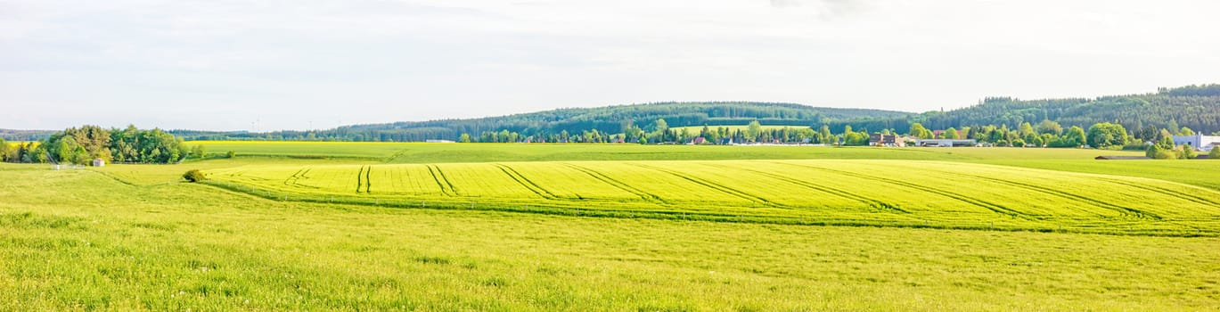 Farmland panorama - wheat field, green meadow, rural landscape