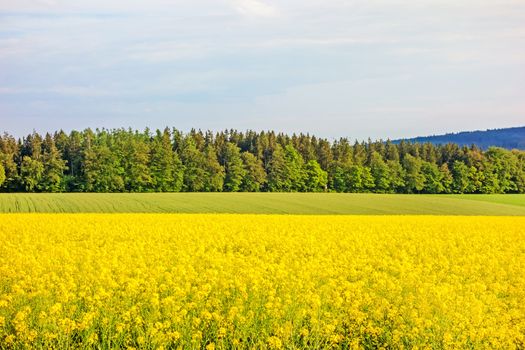 yellow canola field with forest / trees in the background