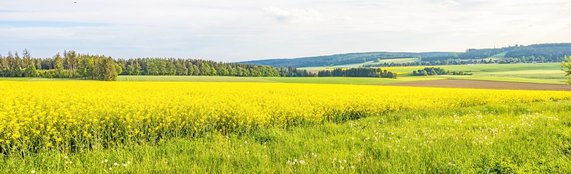 yellow canola field panorama with forest / trees and rural landscape in the background