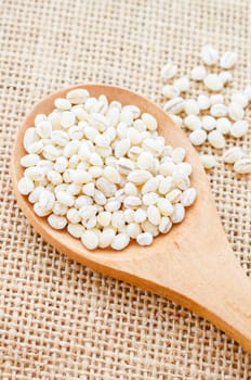 Barley Grains in the wood spoon on sack background