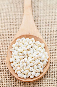 Barley Grains in the wood spoon on sack background