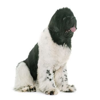 black and white newfoundland dog in front of white background