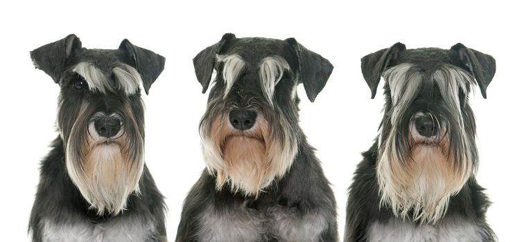 black and white miniature schnauzers in studio