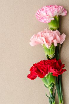 sweet carnation flowers with text space ready for your text or message.