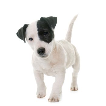 puppy jack russel terrier in front of white background