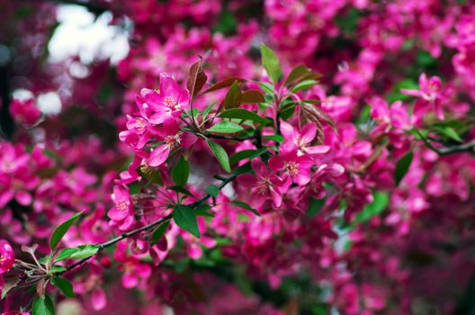 Beautiful Flower in spring. Natural background