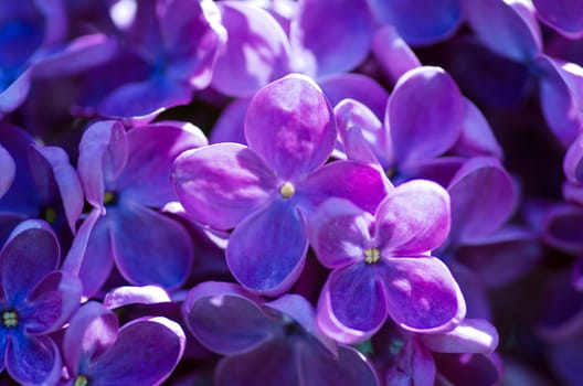 Blooming lilac flowers. Abstract background. Macro photo