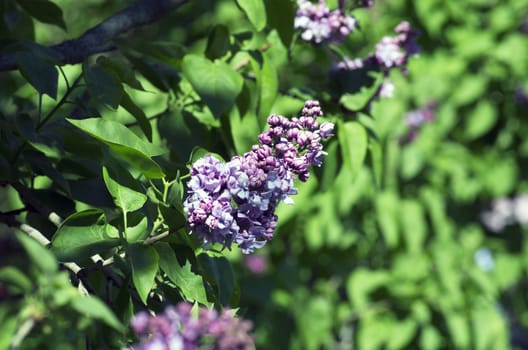 Blooming lilac flowers. Abstract background. Macro photo