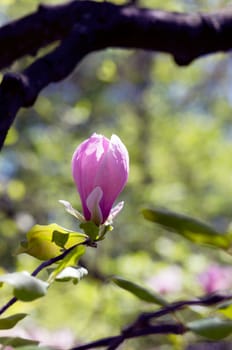 Beautiful pink Flowers of a Magnolia Tree