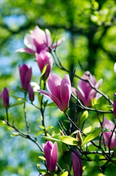 Beautiful pink Flowers of a Magnolia Tree