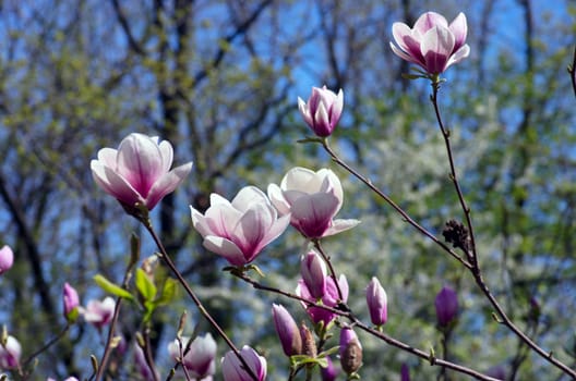 Beautiful pink Flowers of a Magnolia Tree