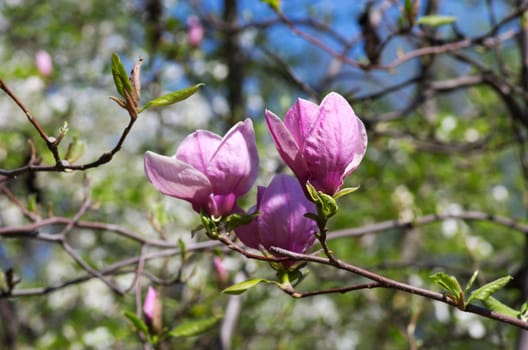 Beautiful pink Flowers of a Magnolia Tree