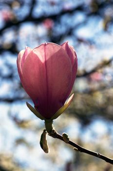 Beautiful pink Flowers of a Magnolia Tree