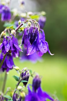 close-up of beautiful bell flowers in the forest