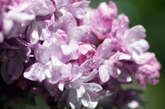 Blooming lilac flowers. Abstract background. Macro photo