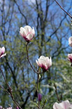 Beautiful pink Flowers of a Magnolia Tree