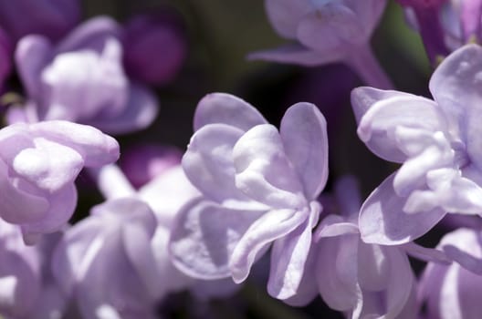 Blooming lilac flowers. Abstract background. Macro photo