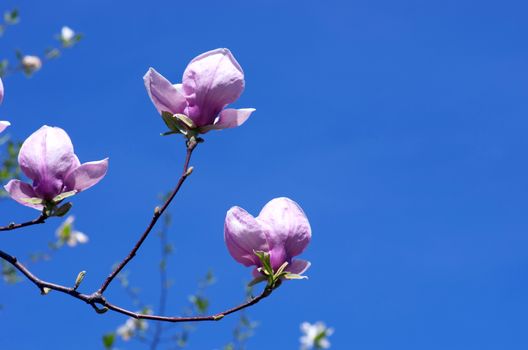 Beautiful pink Flowers of a Magnolia Tree