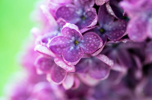 Blooming lilac flowers. Abstract background. Macro photo