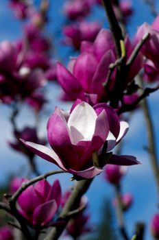 Beautiful pink Flowers of a Magnolia Tree