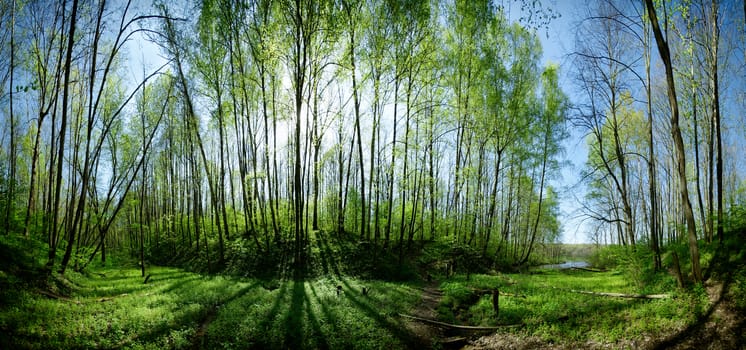 Sun beams in the summer forest. Panorama