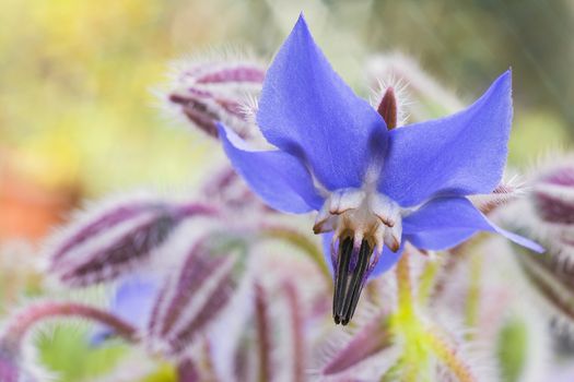 Borage flowers (Borago officinalis)  blossoms and buds clouse up