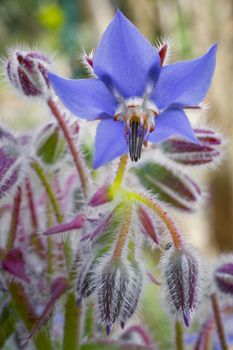 Borage flowers (Borago officinalis)  blossoms and buds clouse up