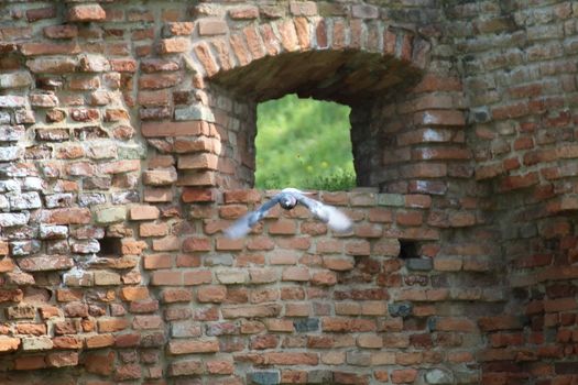 Wall to wall in the city of Ferrara