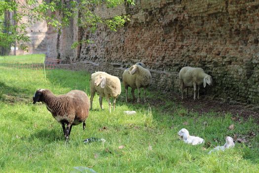 some sheep grazing in the meadow in the shadow of the walls of Ferrara