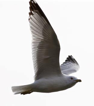 Beautiful isolated picture with the calm gull in flight high in the sky