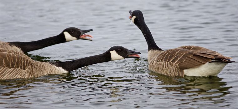 Isolated image of three screaming Canada geese while swimming in the lake