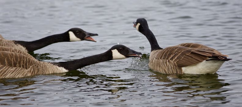 Isolated photo of three angry geese in the lake