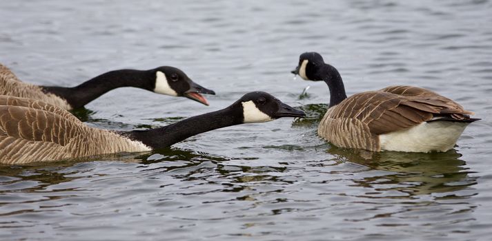 Three emotional Canada geese are swimming in the lake