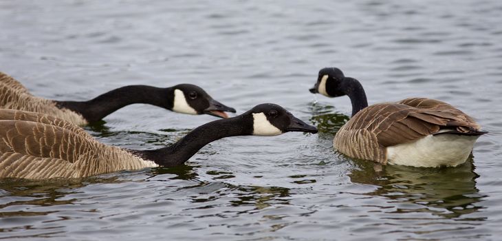 Beautiful background with three swimming Canada geese