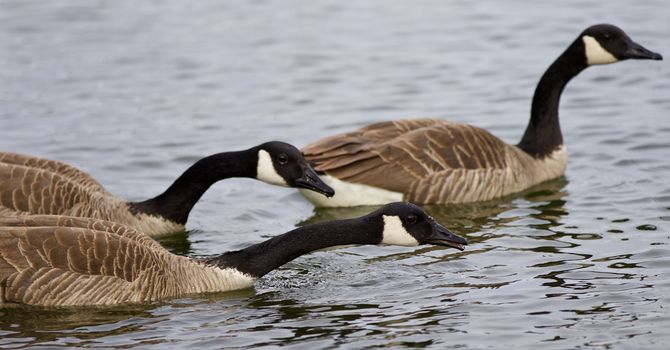 Background with three Canada geese swimming