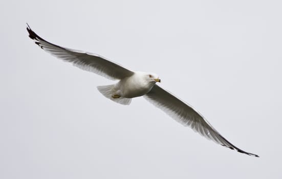 Beautiful isolated image of a flying gull