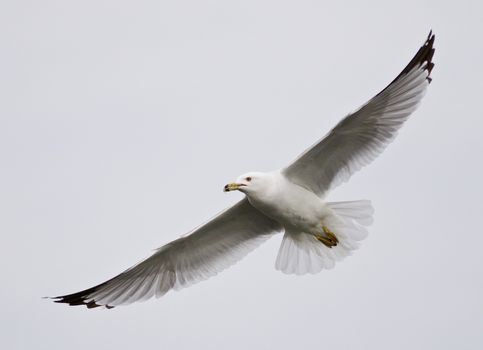 Beautiful closeup of a gull flying in the sky