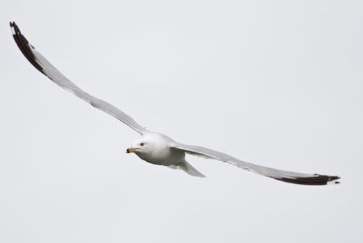 Image with the flying gull