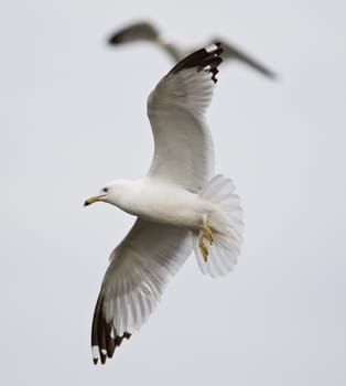 Beautiful turn of the gull in flight