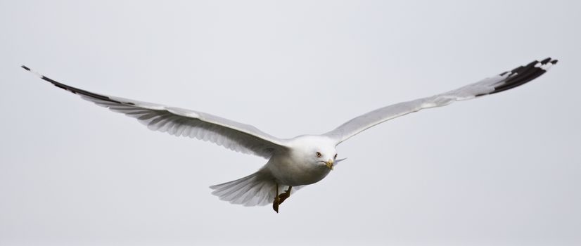 Beautiful isolated photo of a calm flight of a gull