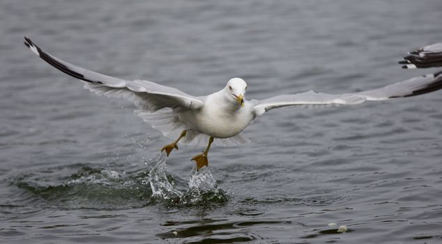 Isolated photo of a gull taking off from the water