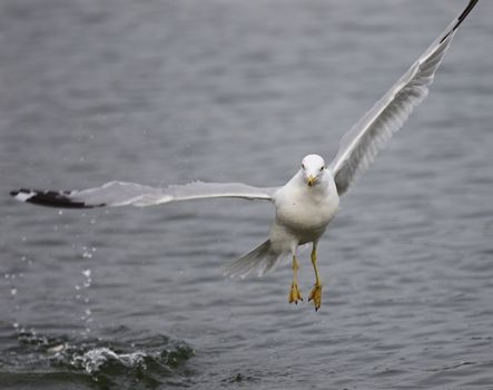 Isolated picture of a bird taking off from the water