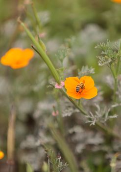 Honeybee, Apis mellifera, gathers pollen on a flower in spring in Southern California, United States.