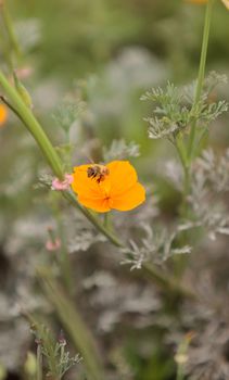 Honeybee, Apis mellifera, gathers pollen on a flower in spring in Southern California, United States.