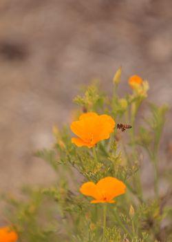 Honeybee, Apis mellifera, gathers pollen on a flower in spring in Southern California, United States.