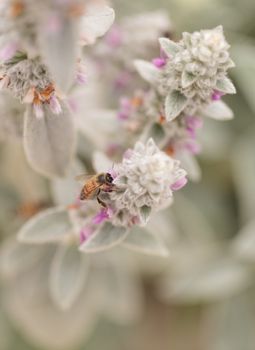 Honeybee, Apis mellifera, gathers pollen on a flower in spring in Southern California, United States.