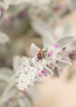 Honeybee, Apis mellifera, gathers pollen on a flower in spring in Southern California, United States.