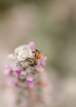 Honeybee, Apis mellifera, gathers pollen on a flower in spring in Southern California, United States.