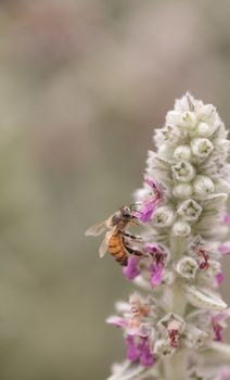 Honeybee, Apis mellifera, gathers pollen on a flower in spring in Southern California, United States.