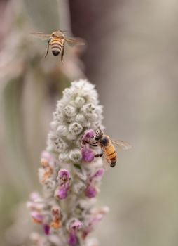 Honeybee, Apis mellifera, gathers pollen on a flower in spring in Southern California, United States.